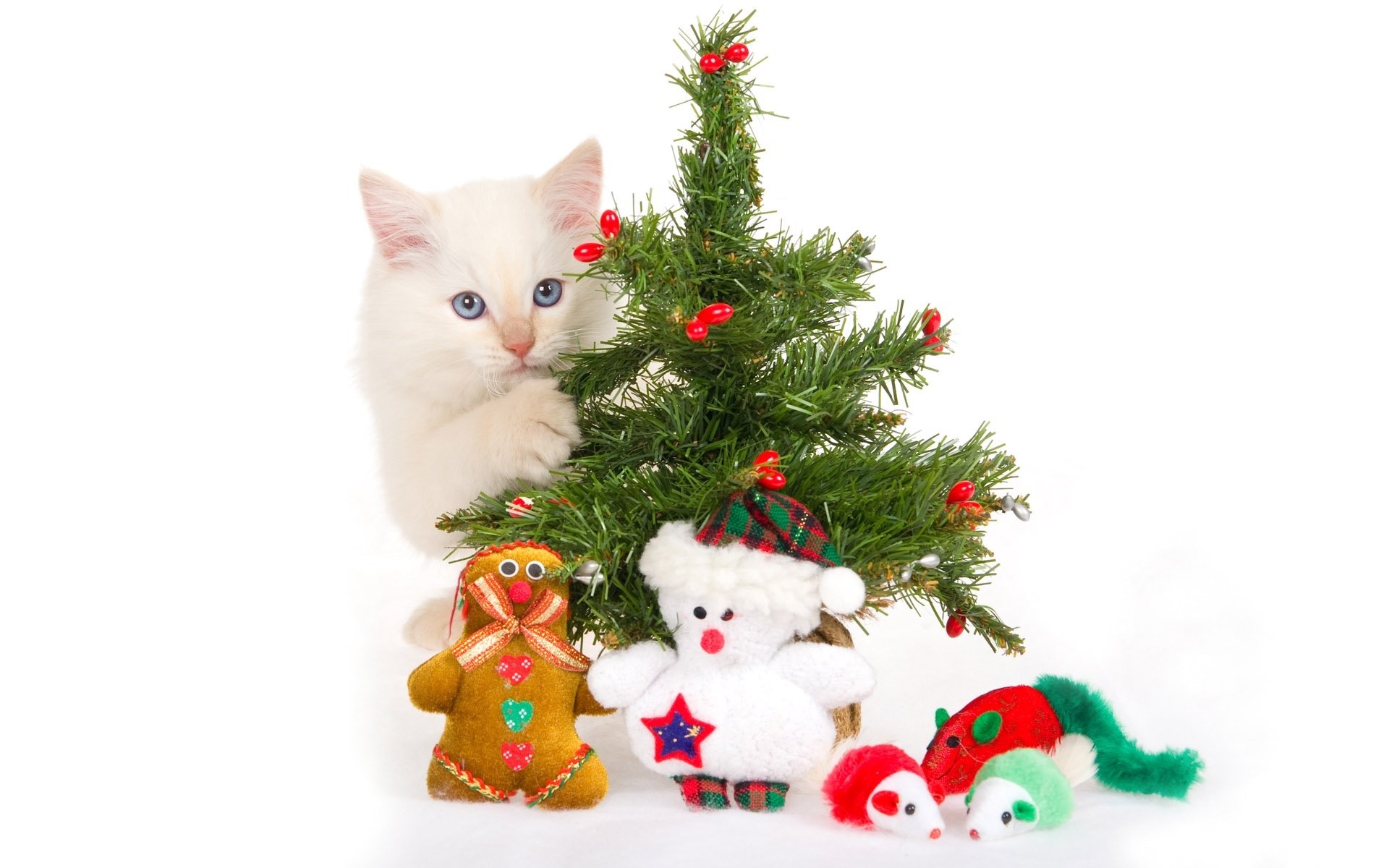 kätzchen weihnachtsbaum spielzeug souvenirs weißer hintergrund