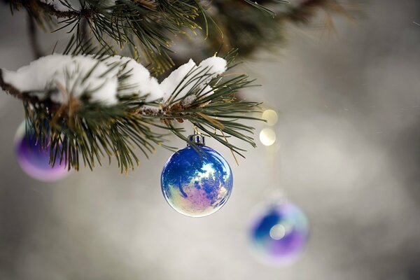 Blaue glänzende Christbaumkugeln auf einem Ast