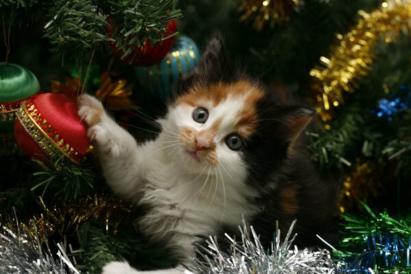 Petit chaton joue avec des décorations de Noël