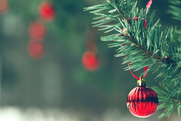 Red Christmas tree toy on a branch