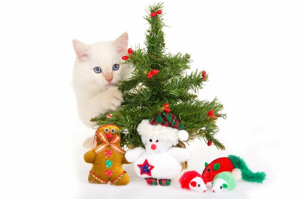 Eine Katze mit einem Weihnachtsbaum. Die Spielzeuge. Blaue Augen