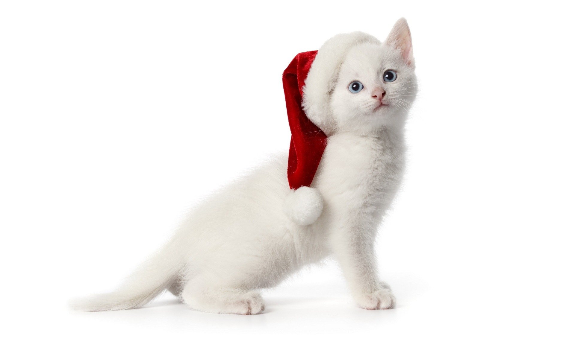 kitten white hat