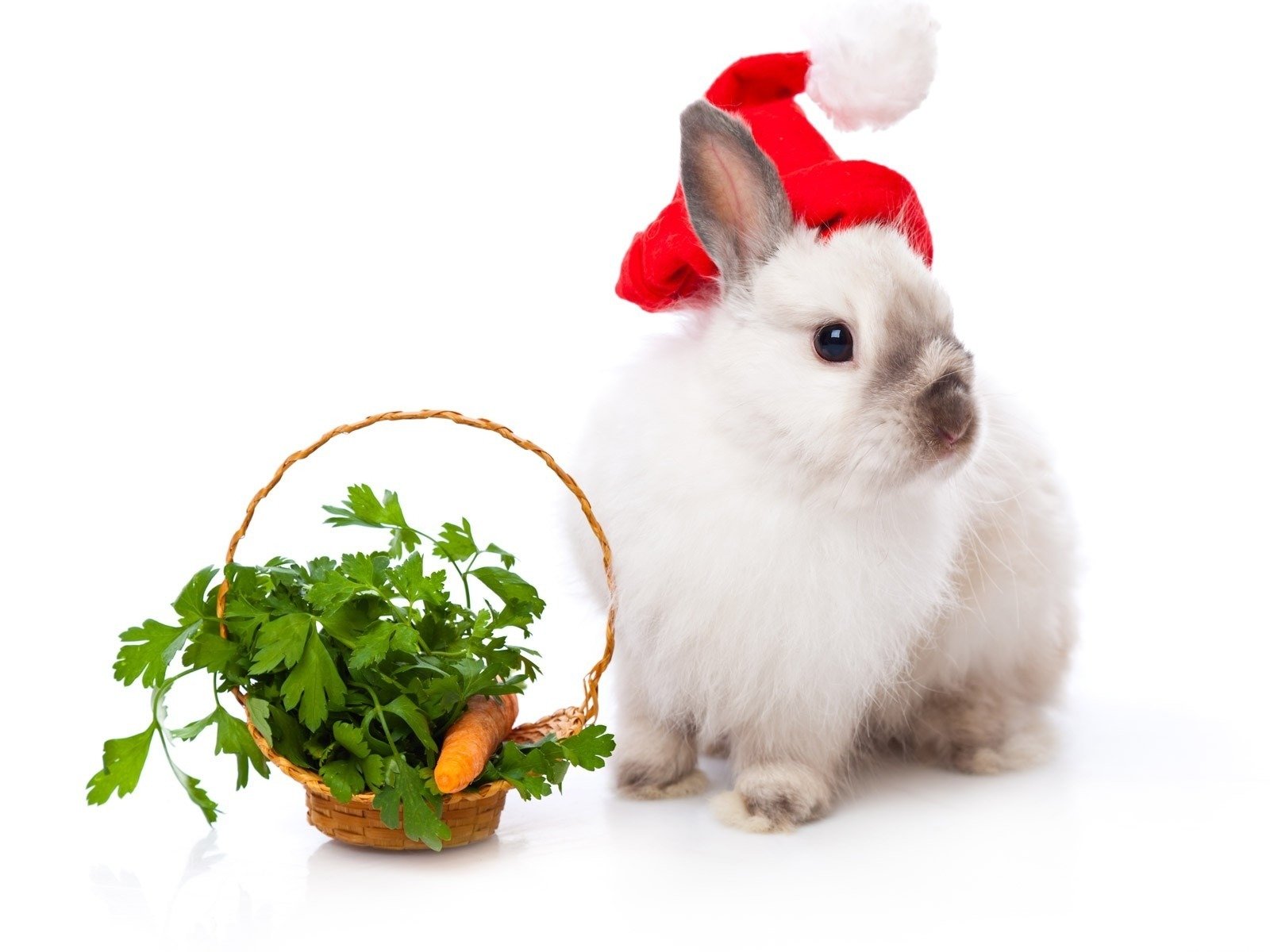 new year rabbit shopping carrot