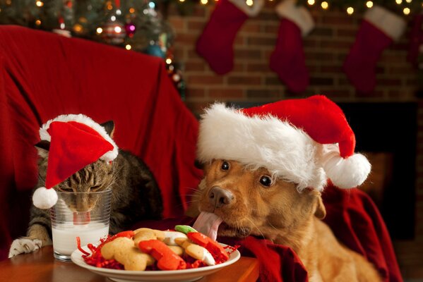 A dog and a cat in caps eat a festive lunch