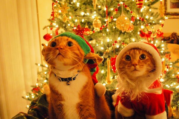 Dos gatos vestidos de elfos en el fondo de un árbol de Navidad