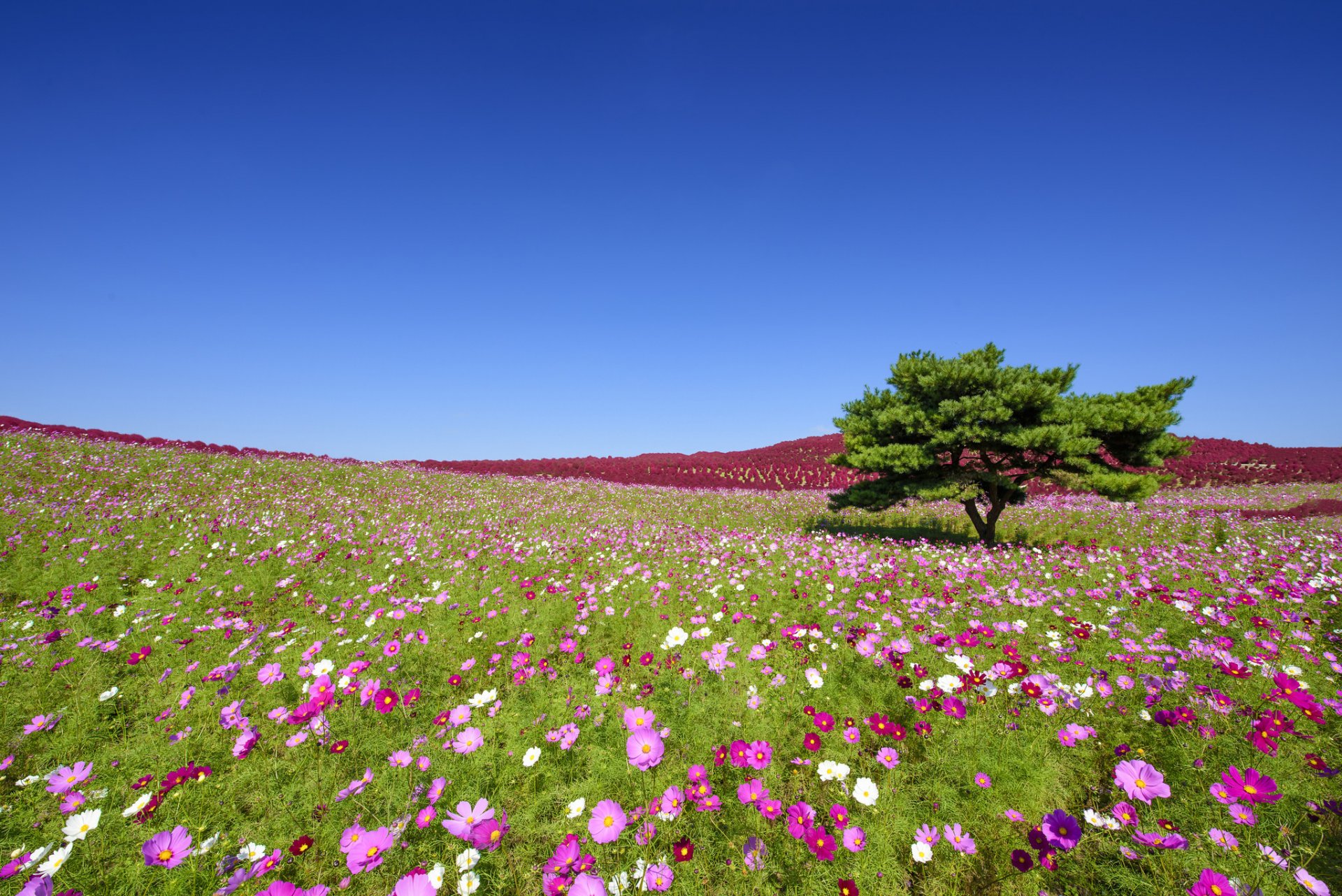 hitachi seaside park hitachinaka japan hitachi seaside park hitatinaka cosmea flowers tree meadow