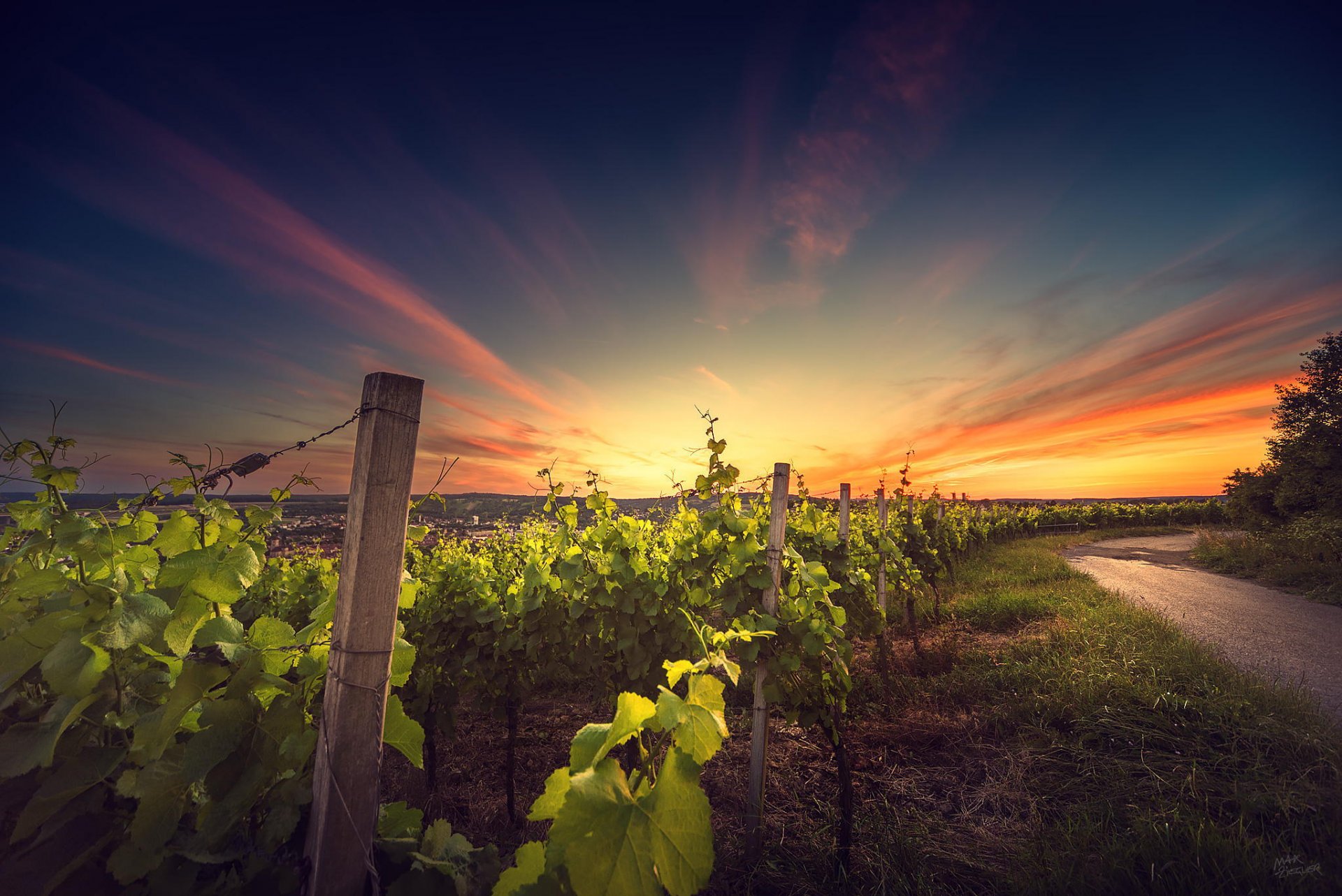 unset vineyard landscape nature