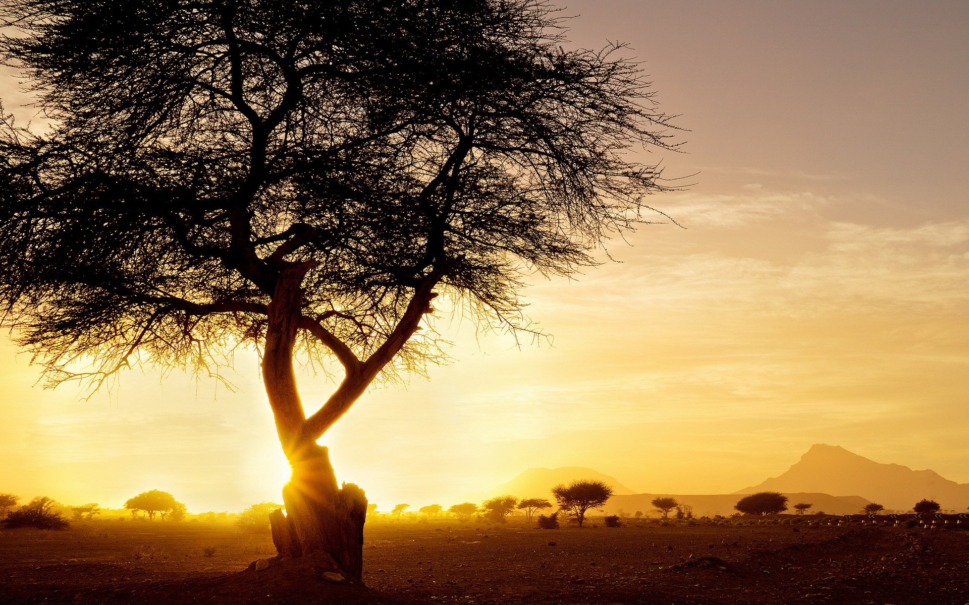 sonnenuntergang baum landschaft