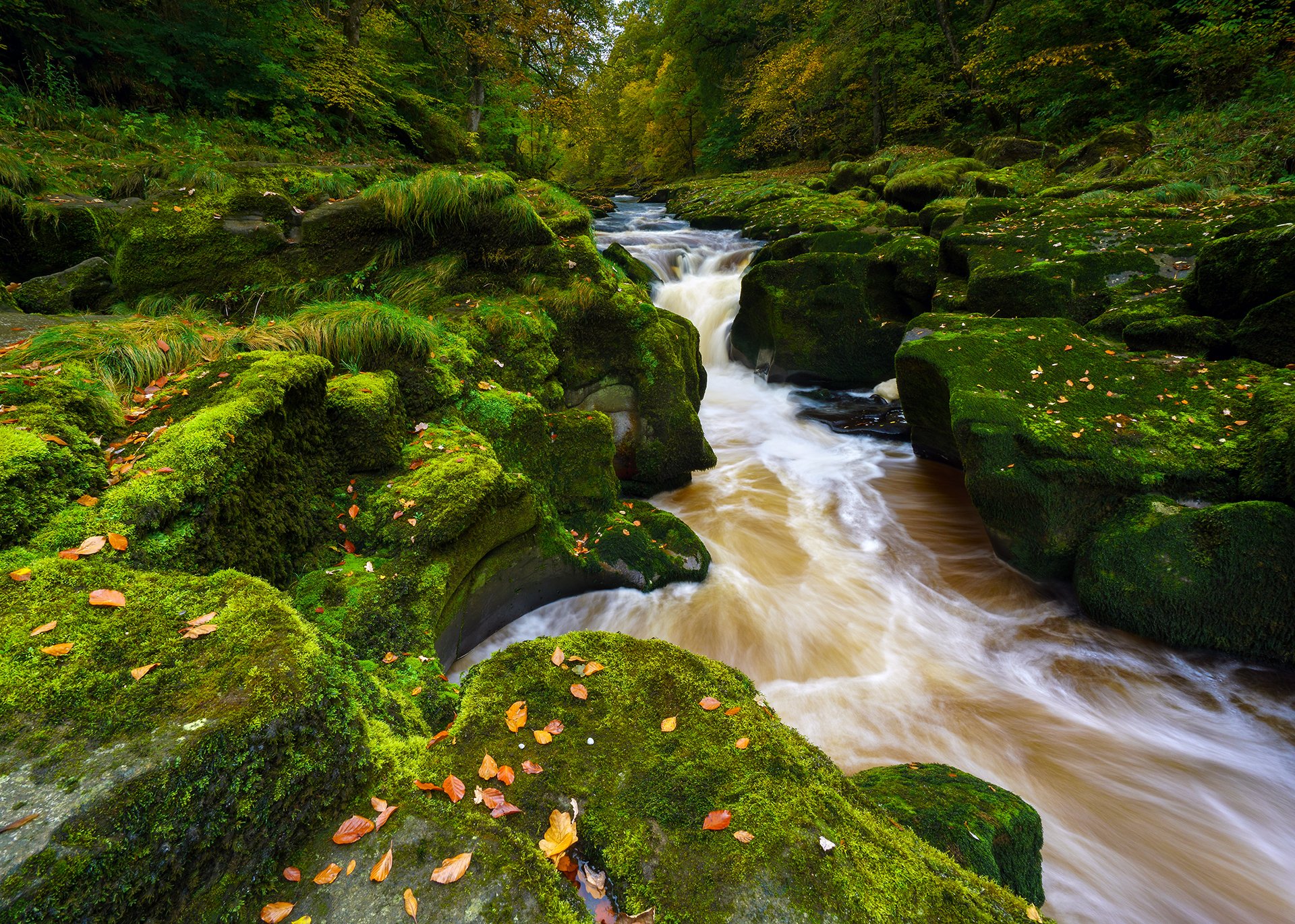 wharf river strid wood bolton abbey wharfedale yorkshire dales north yorkshire england warfidale bolton abbey yorkshire dales fluss steine moos herbst