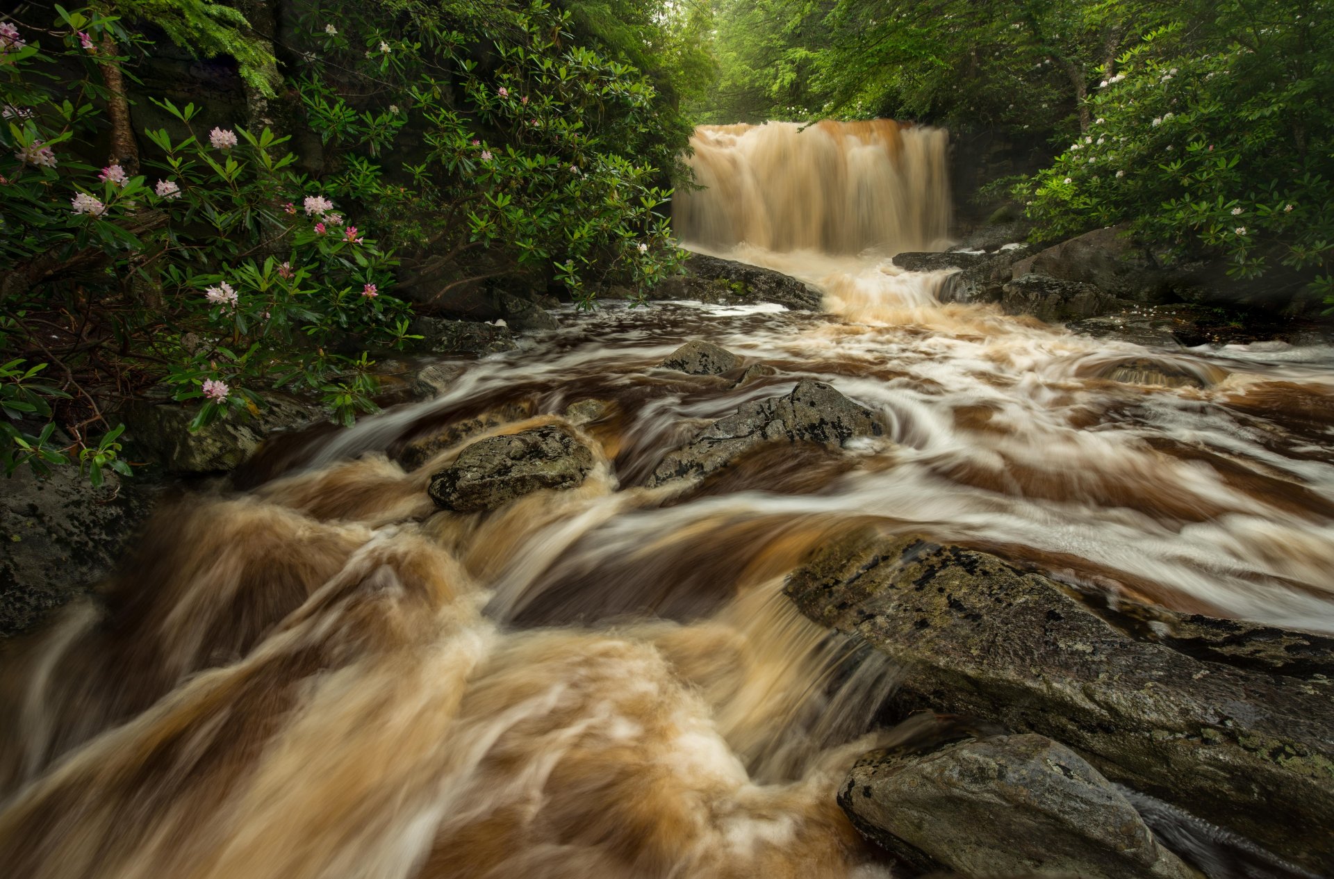 big run river west virginia west virginia waterfall river stream rocks forest rhododendrons bushe