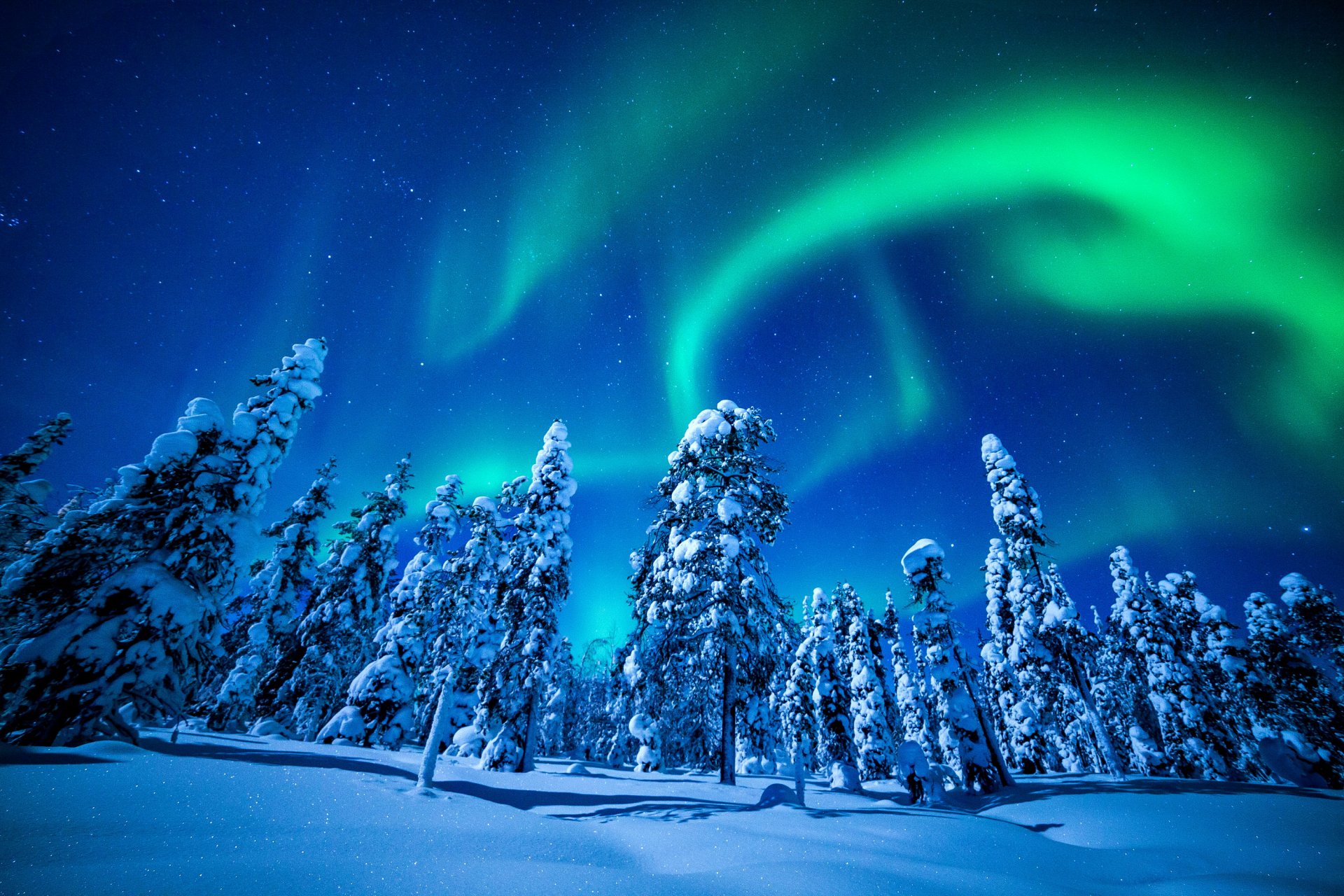 winter schnee fichte natur ausstrahlung foto