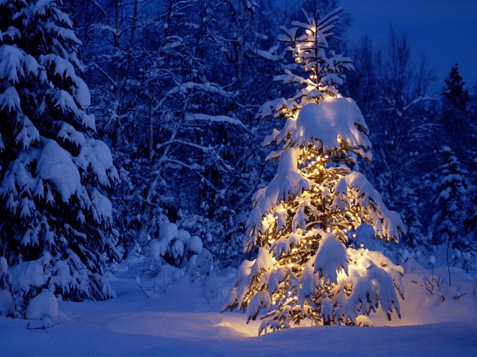 nouvel an arbre de noël forêt hiver neige