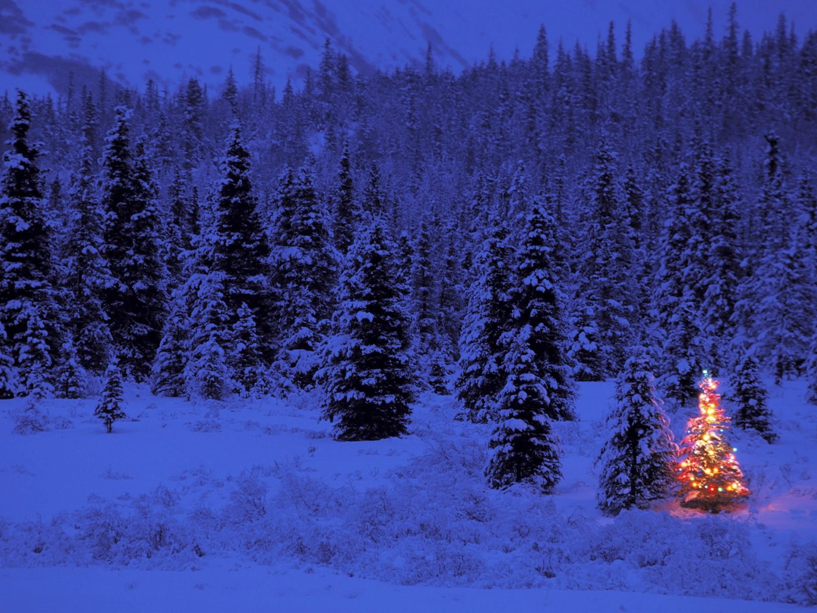 año nuevo invierno árbol de navidad noche luces