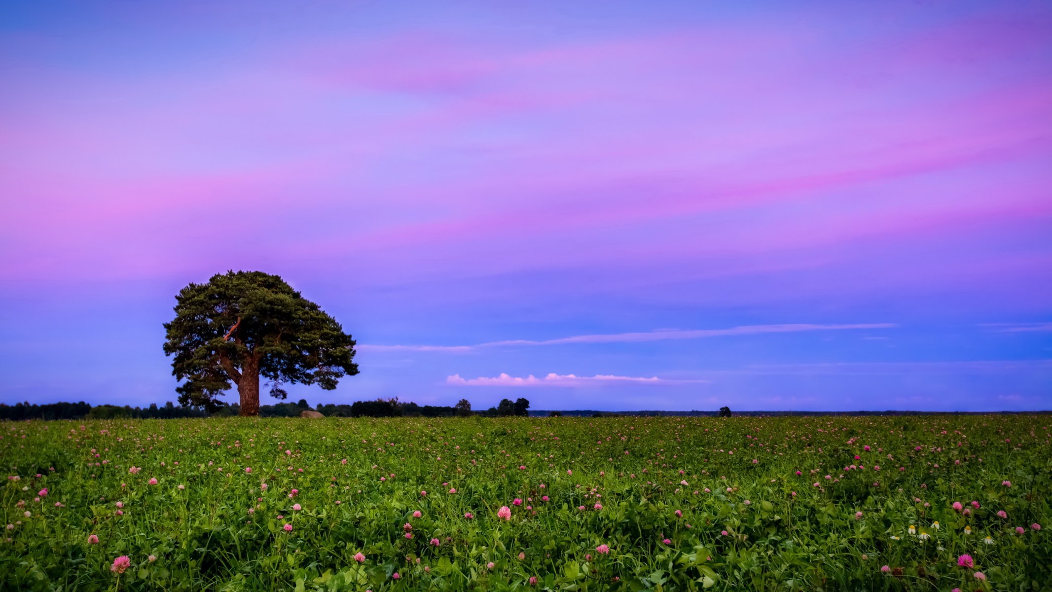 puesta de sol campo trébol paisaje