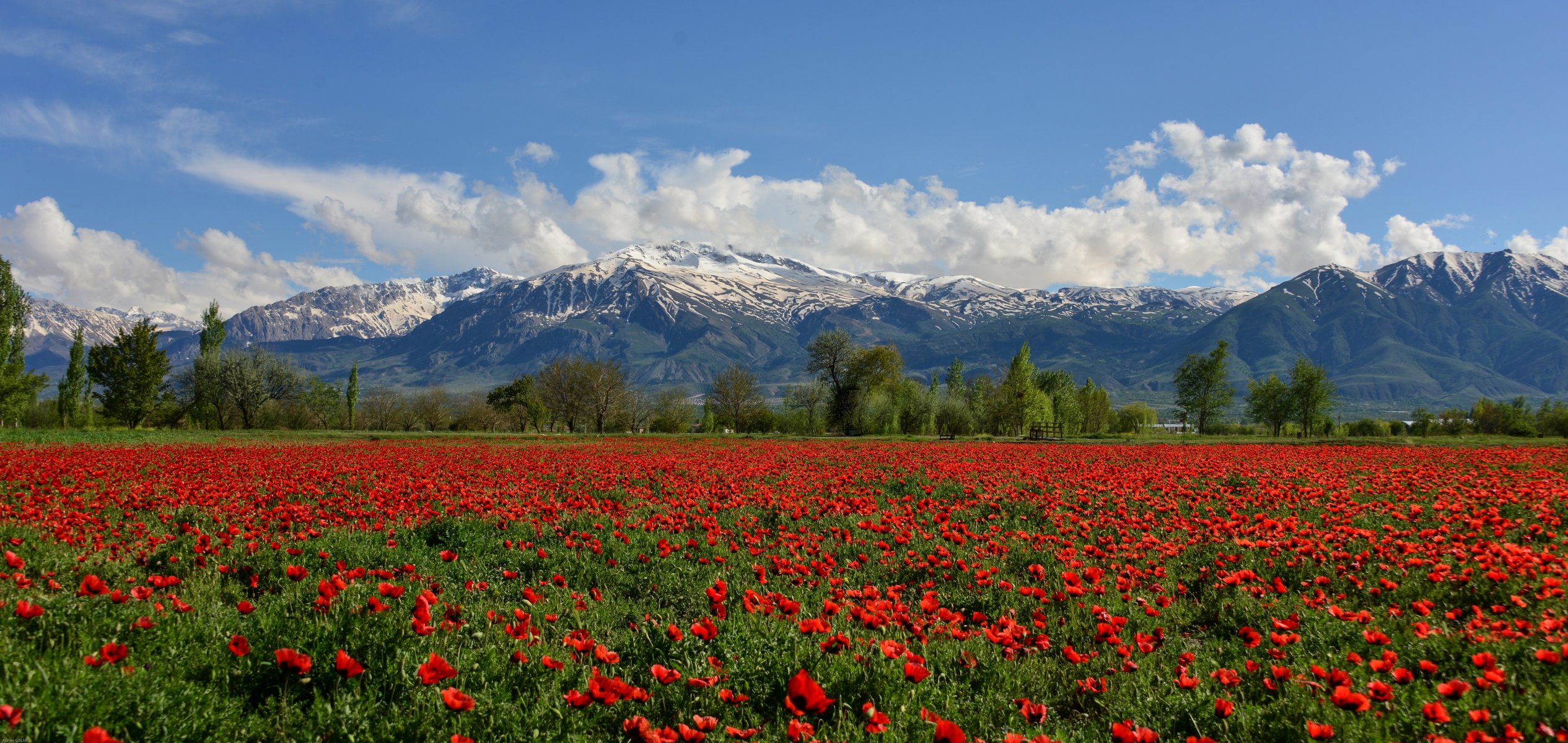 erzincan turkey munzur mountain munzur mountains poppy field the field poppies flower mountain