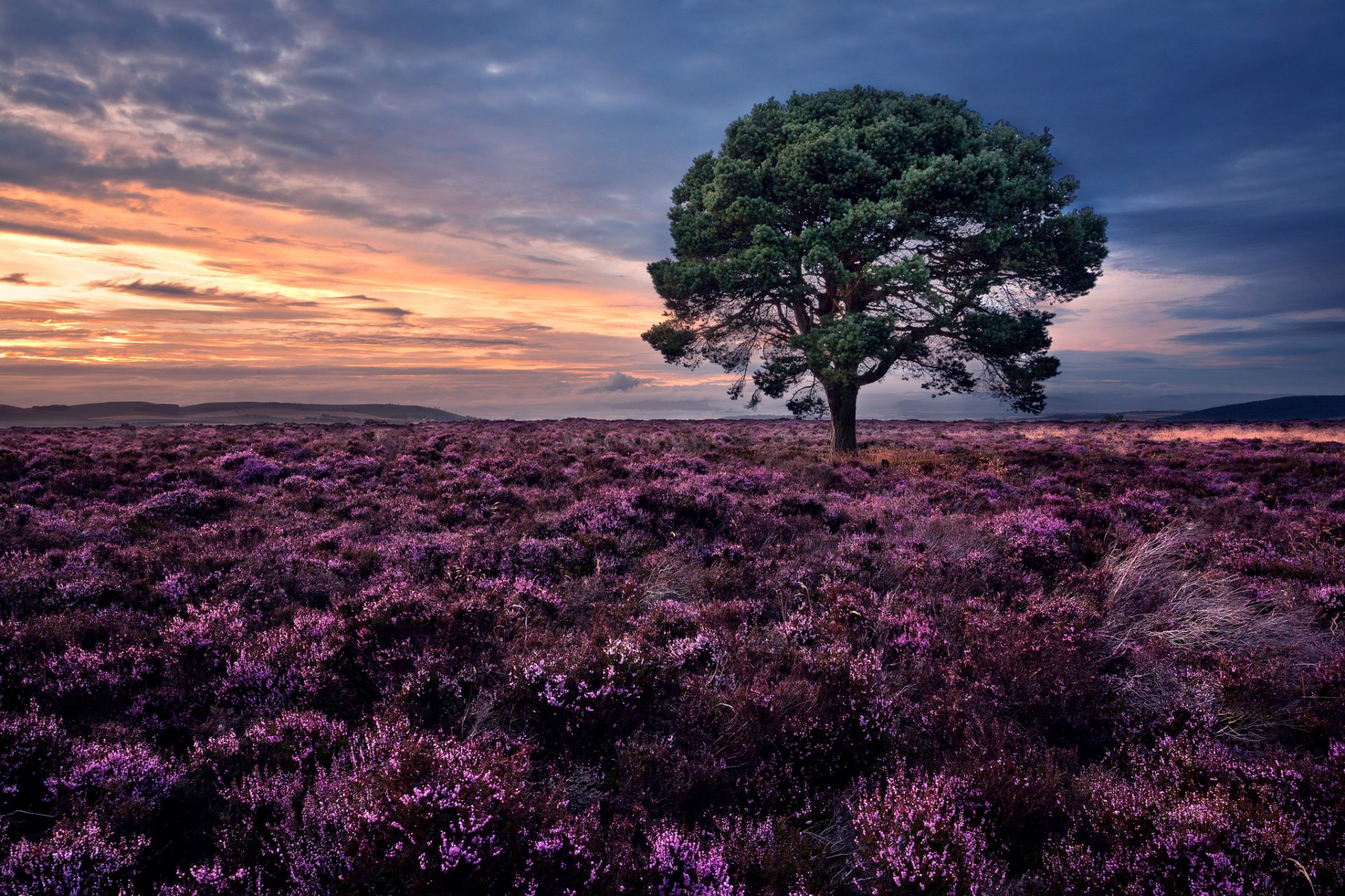 idlaw hills écosse sidlos coucher de soleil bruyère arbre pin