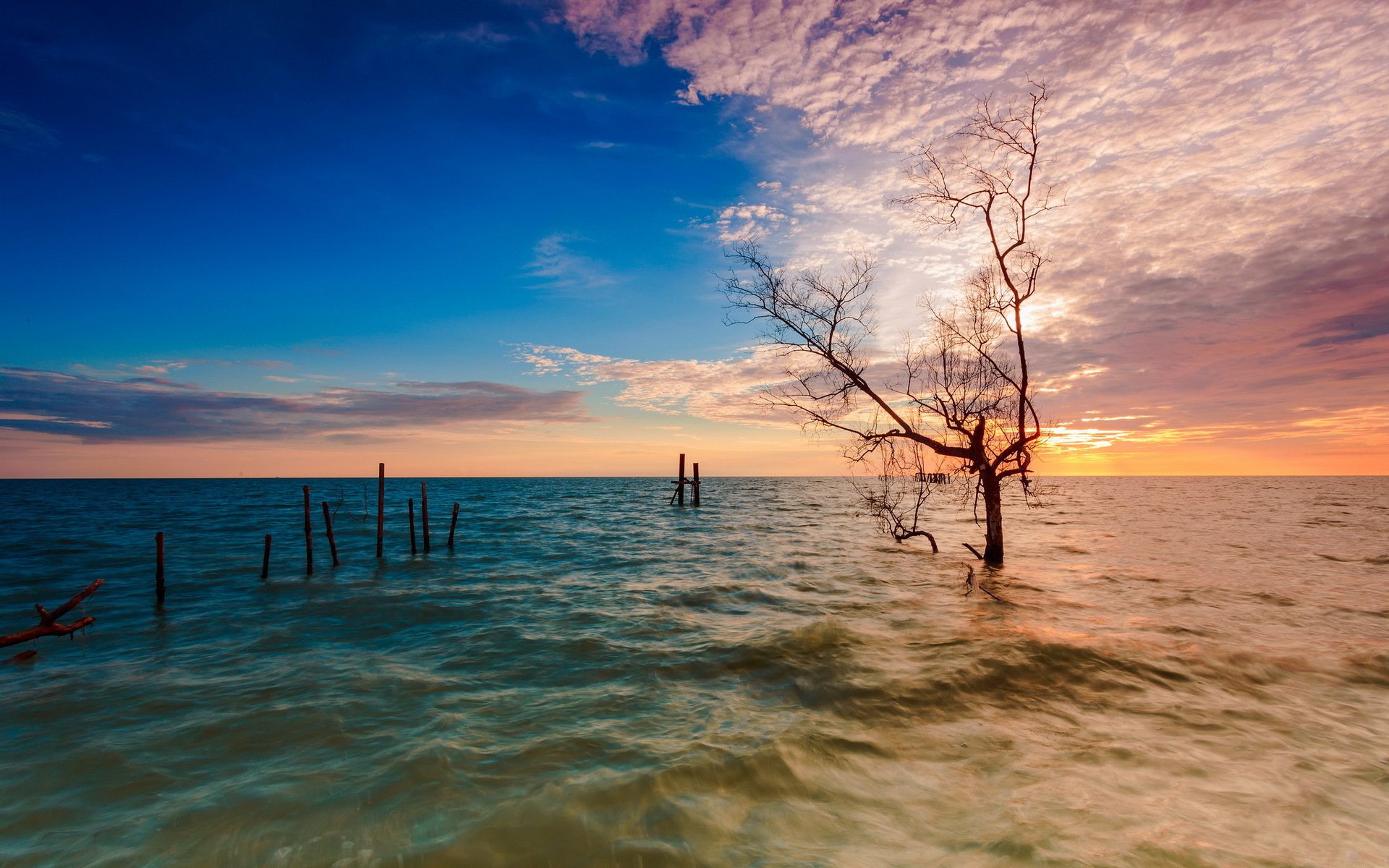 tramonto mare albero paesaggio