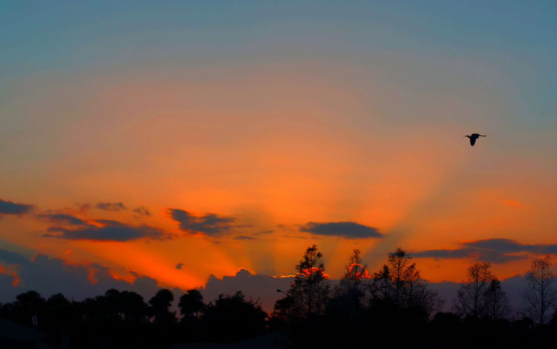 cielo nuvole tramonto bagliore alberi uccello sagoma