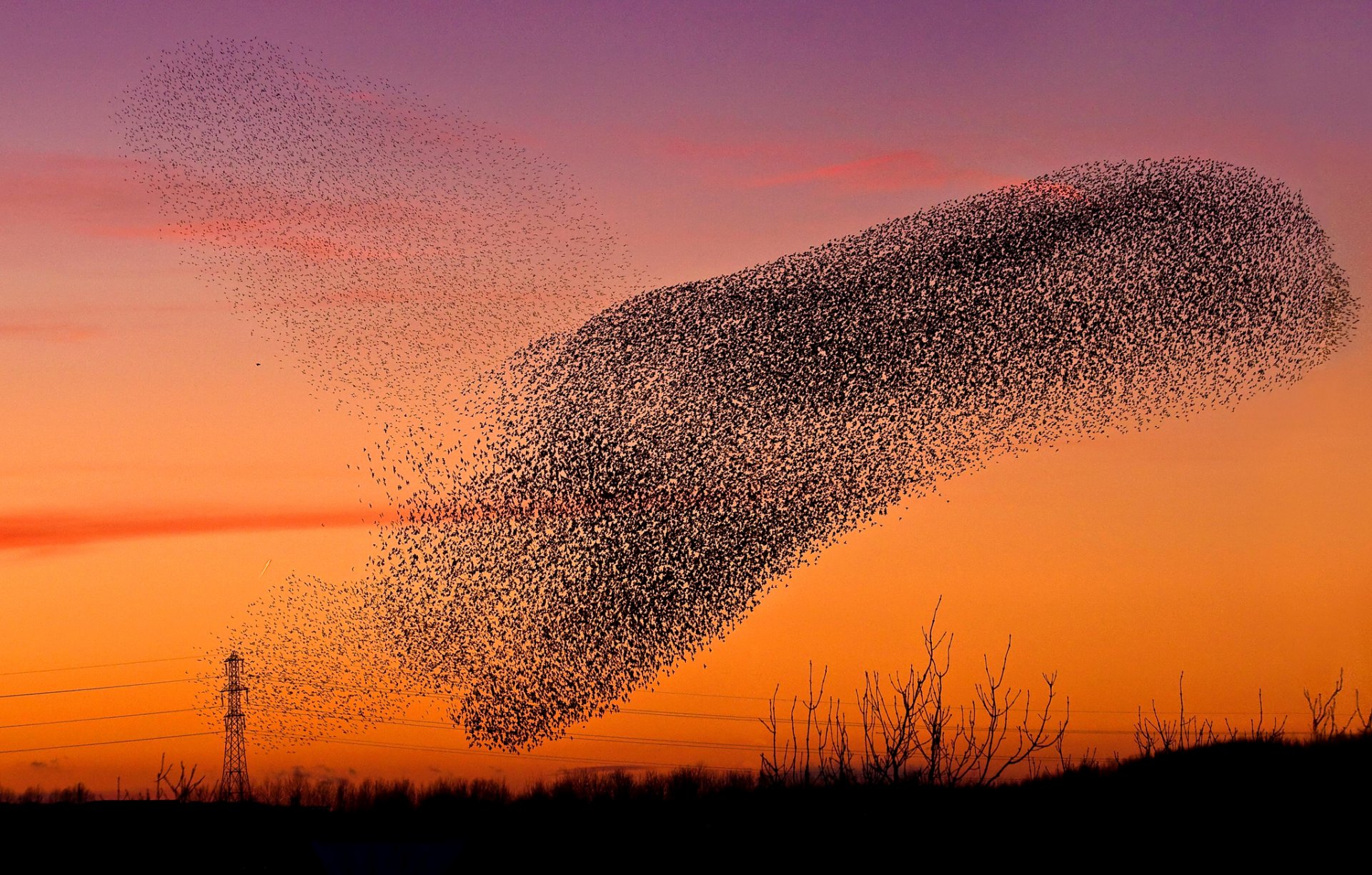 himmel sonnenuntergang glühen vögel rudel wolke stütze