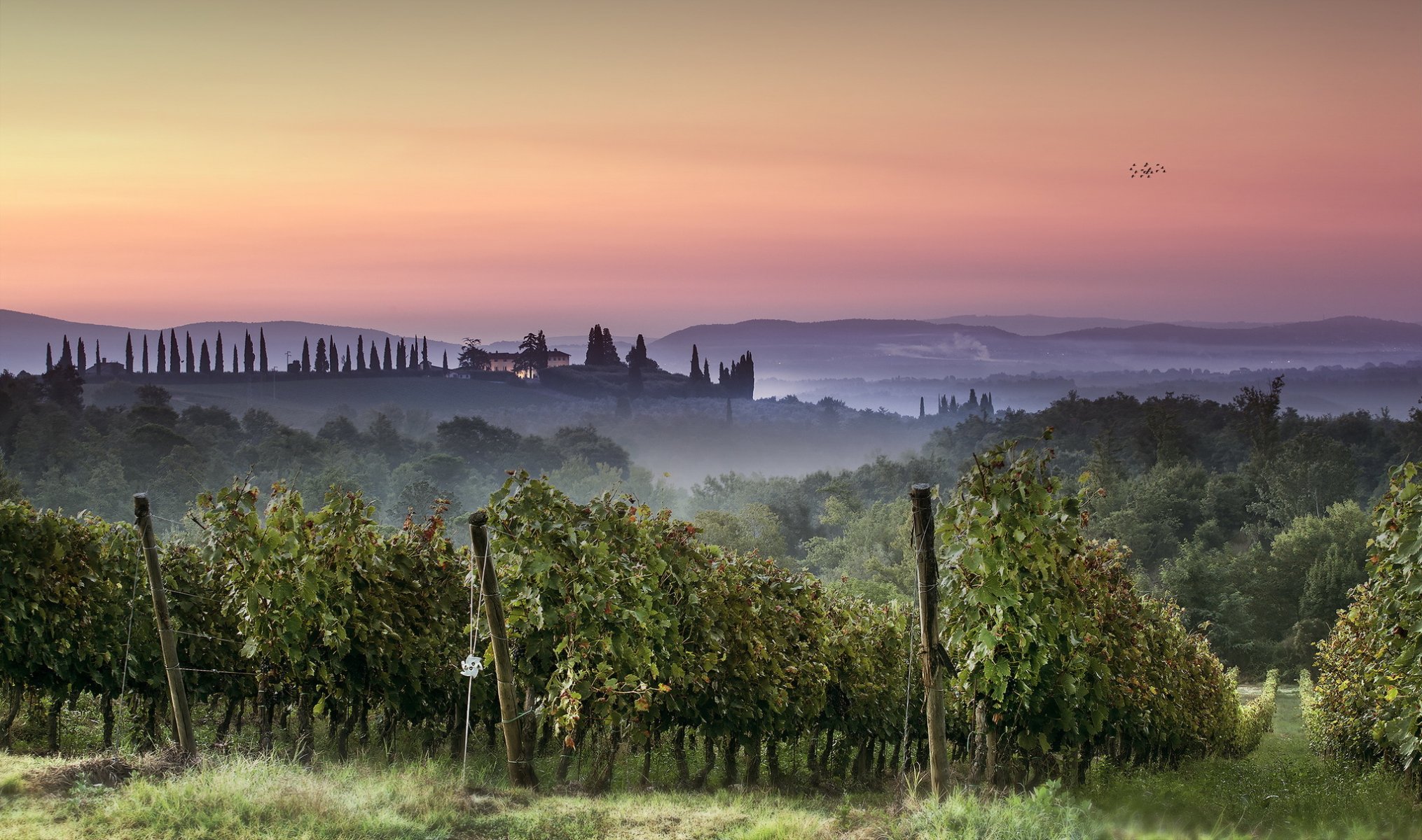 sonnenuntergang weinberg landschaft