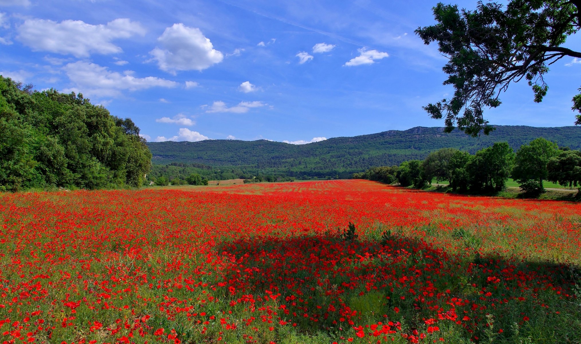 campo amapolas flores árboles colinas montañas espacio