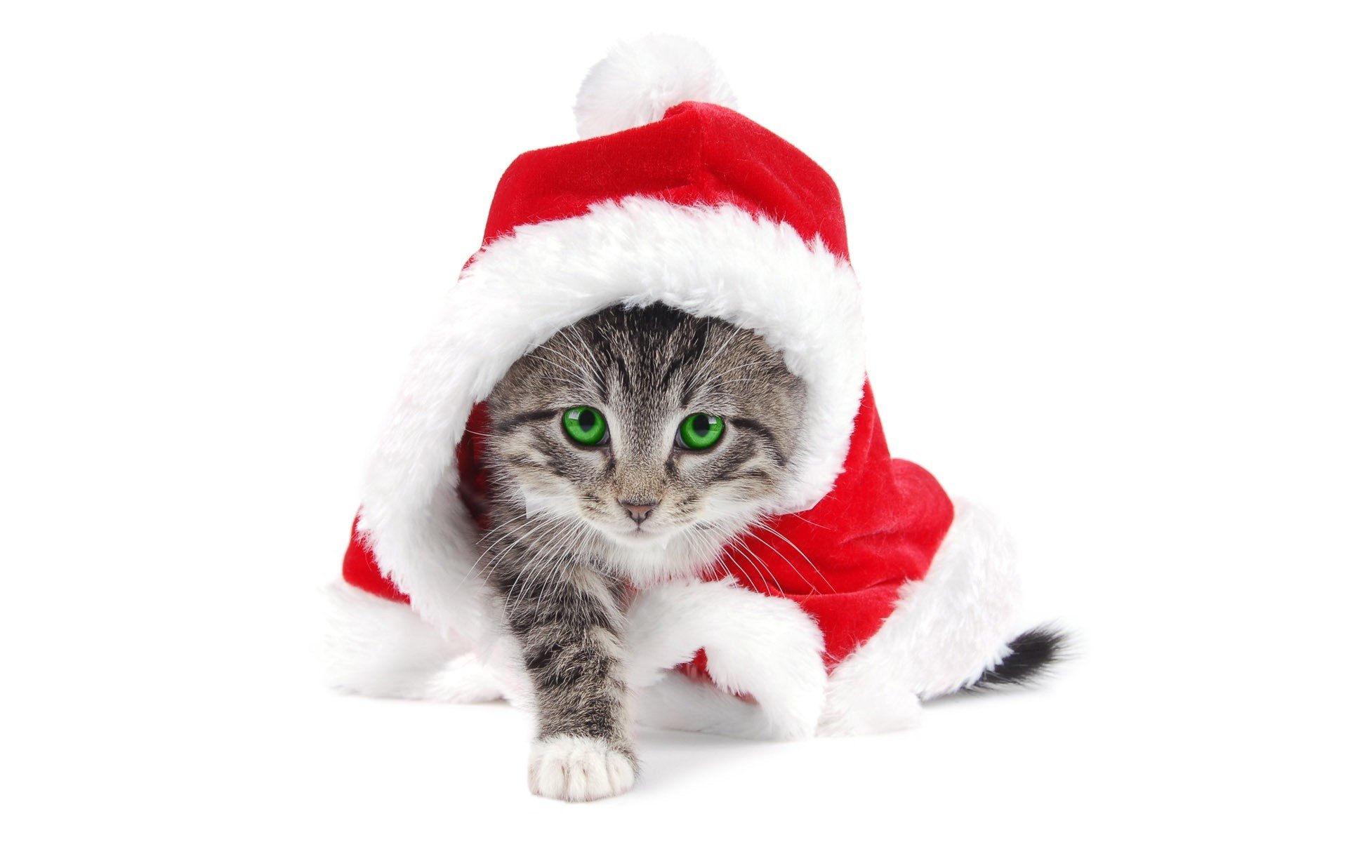 kitten new year white background