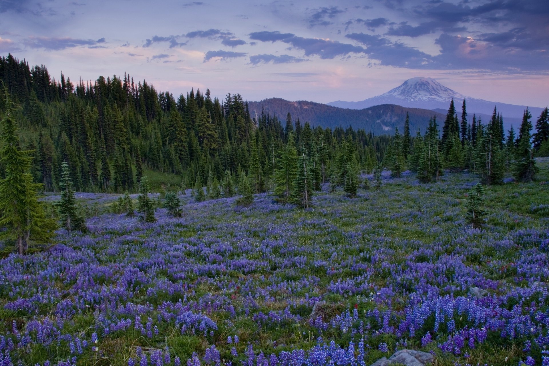 goat rock wilderness washington cascade range radura fiori lupini alberi montagne