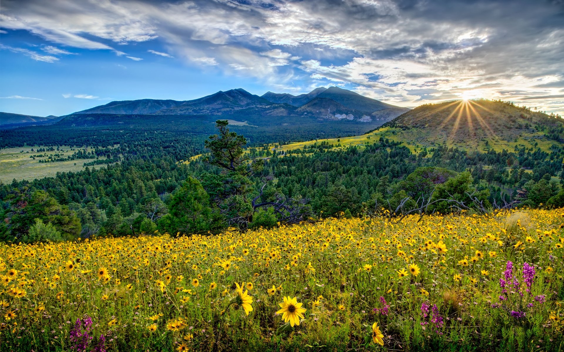 arizona dolina góry łąka kwiaty świt wschód słońca panorama