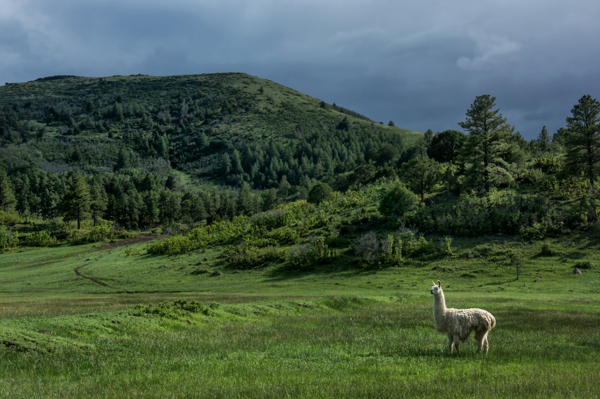 nuovo messico stati uniti colline alberi lama prato