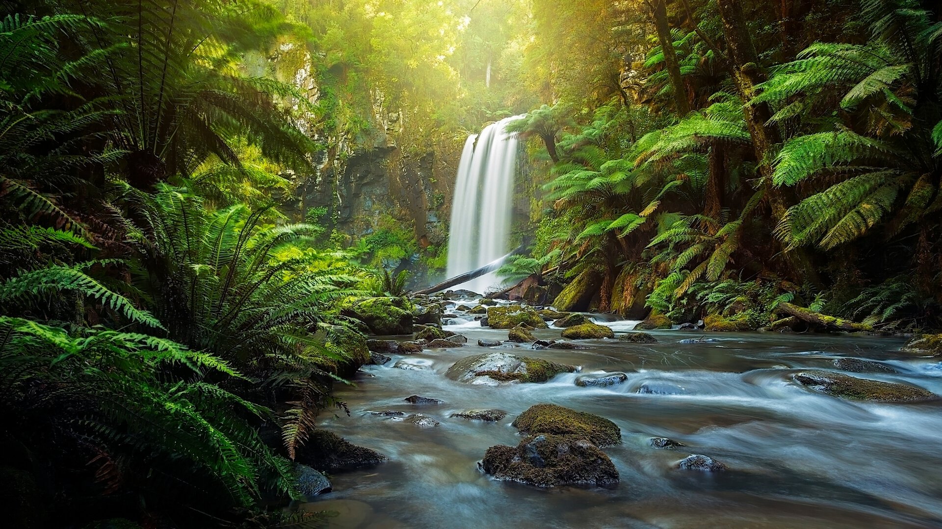 hopetoun falls aire river great otway national park w otways victoria australia wodospad rzeka las paproć