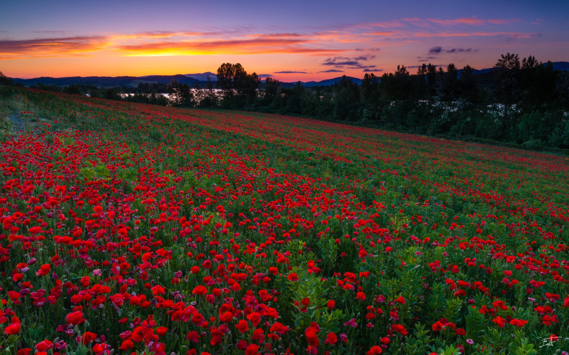 mendijur basque country spain poppy field sunset the field poppies flower