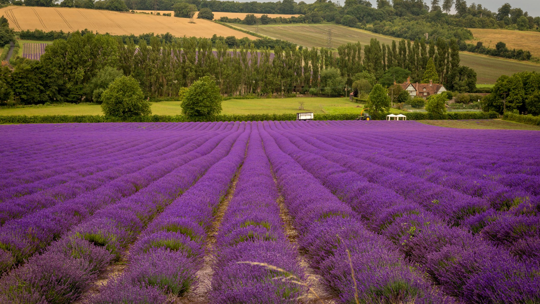 feld blumen lavendel haus traktor bäume felder