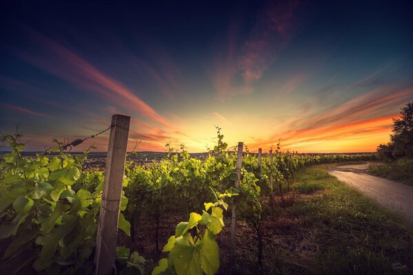 Schöner Sonnenuntergang über einem Weinfeld