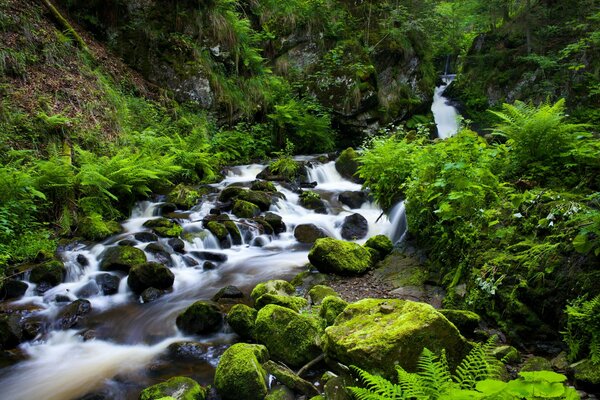 Garganta por la que fluye un arroyo en el bosque negro en Alemania