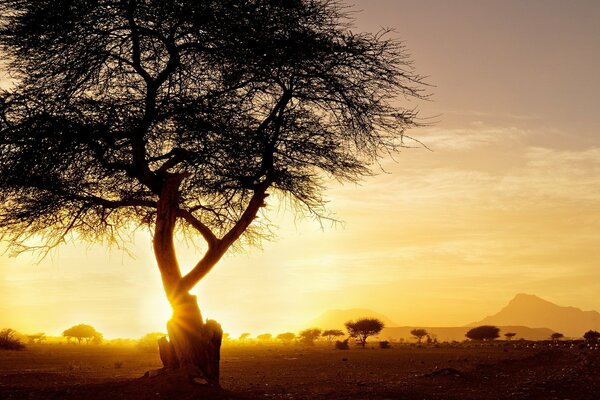 Coucher de soleil dans la savane africaine sensuelle