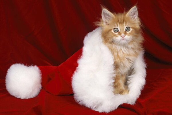 New Year. kitten. a red kitten. holiday