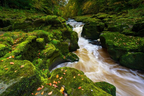 Schöner Fluss und Blätter auf Steinen