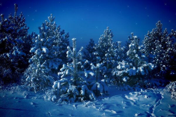 Winter forest on the background of the starry sky