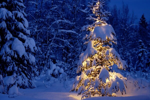 The Christmas tree is decorated with a garland in the forest