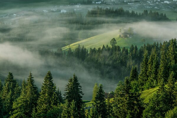 Trees in a mountainous area in a fog