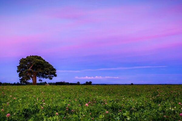 A tree at sunset in a clover field