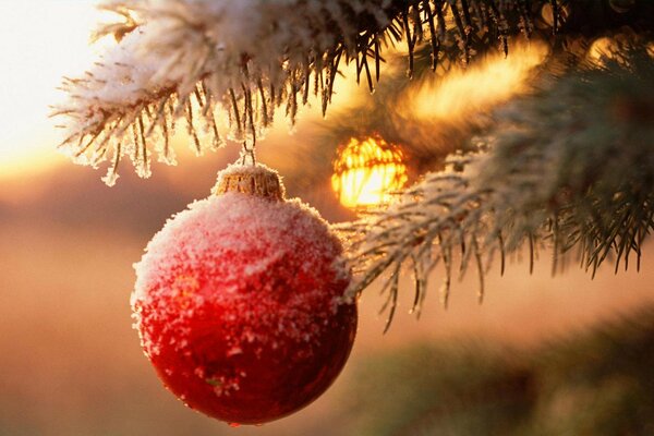 Boule de Noël sur une branche de sapin