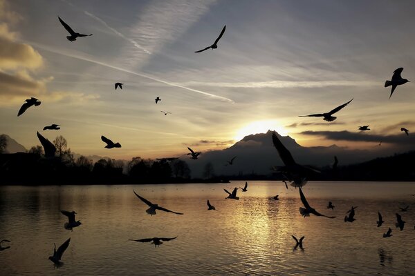Силуэты птиц летят над озером