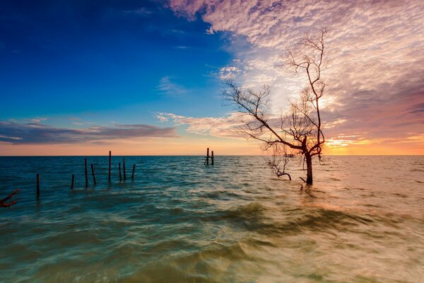 Troncos de árboles en el mar al atardecer