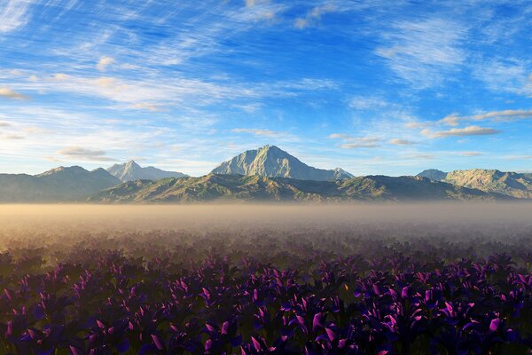 Brume dans le champ au-dessus des fleurs