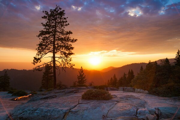 Un árbol solitario en medio de una brillante puesta de sol