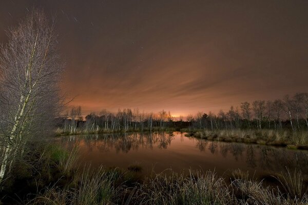 Night lake in a birch grove