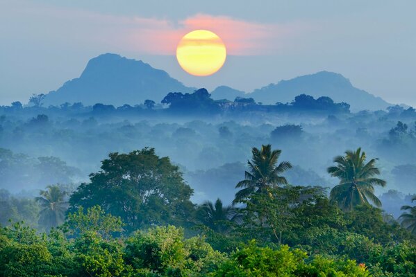 Vista de la selva tropical en la niebla