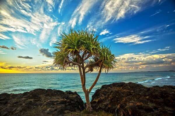 Albero contro il cielo blu e il mare