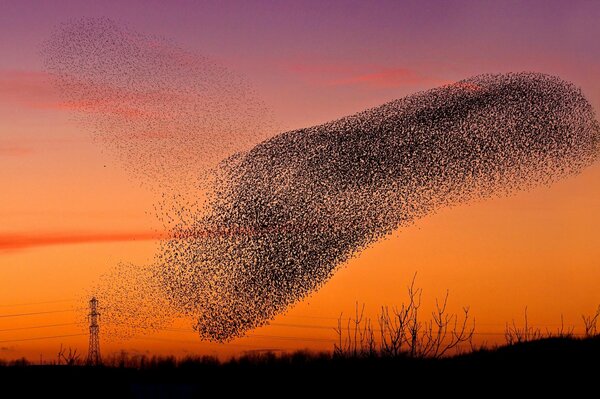 Una bandada de pájaros vuela por el cielo durante la puesta del sol